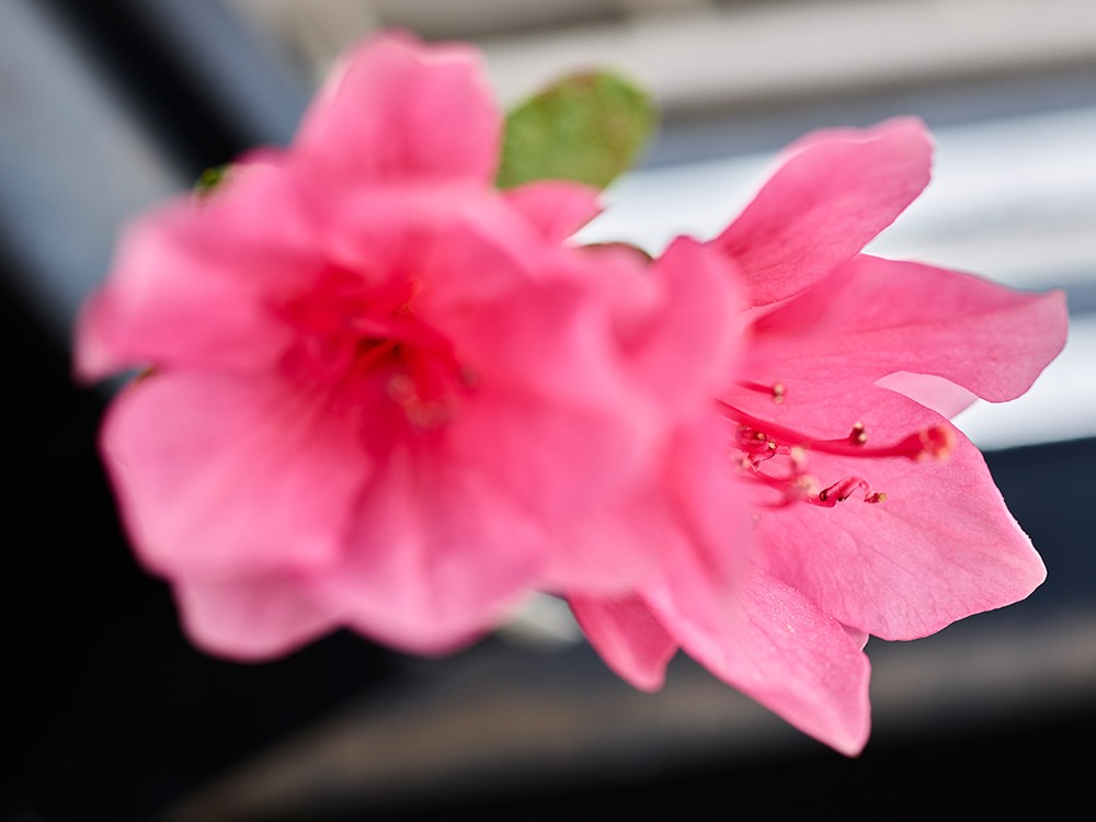 Pink Flower Stack 16/100