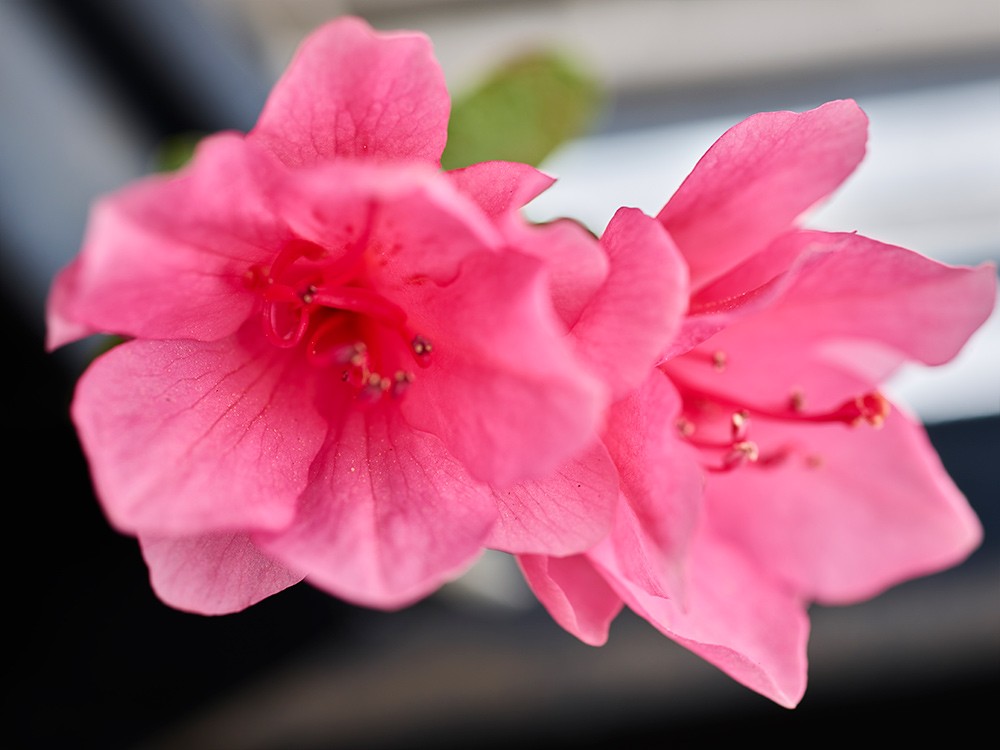 Pink Flower Stack 39/100