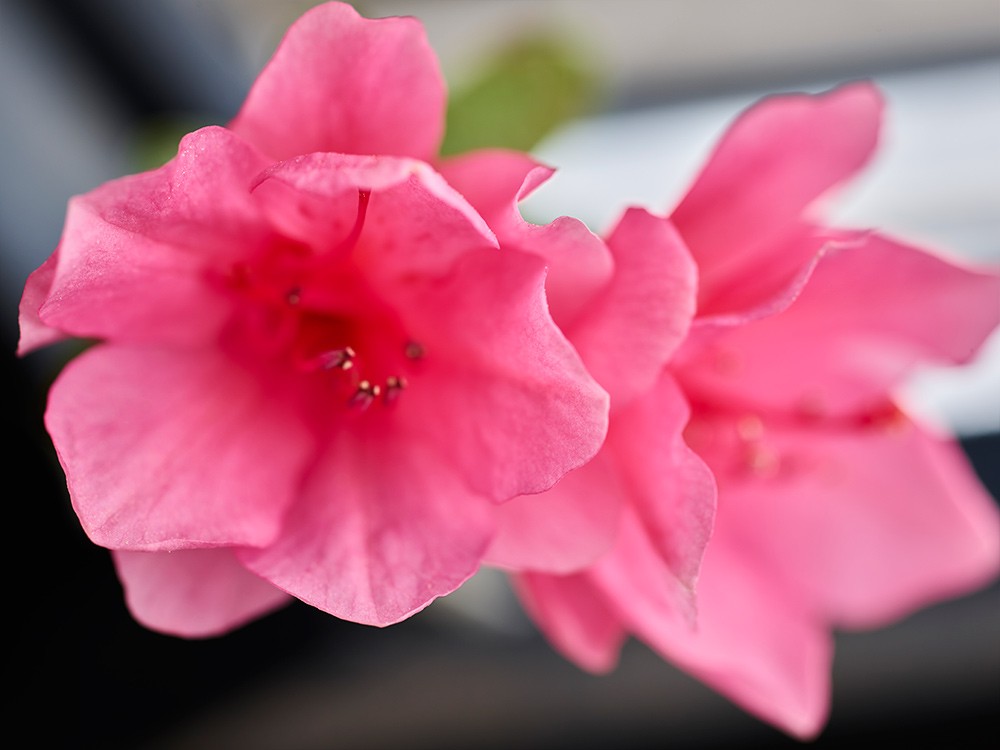 Pink Flower Stack 65/100